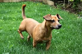 Black And Tan Jack Russell Terrier Dachshund Mix My Daschund Cross Jack Russell Scooby Doo Jack Russell Dachshund Cross Weiner Dog