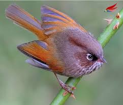 Name Birds That Start With F It Looks Like A Real Life Angry Bird Sitting On A Moth Adorable Taiwan Fulvetta Birds Beautiful Birds Pretty Birds