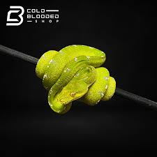 Image result for Danthoniopsis viridis