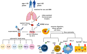 Impact of patient characteristics on innate immune responses and  inflammasome activation in ex vivo human lung tissues infected with  influenza A virus - Frontiers