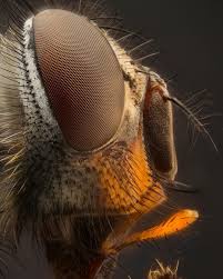 770 Otmetok Nravitsya 73 Kommentariev Abdul Aziz Al Shamali Azizgrafie V Instagram Fly Face صوره راسيه لرأس احدى ان Instagram Instagram Posts Macro