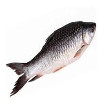 Rohu Fish For Mess Rs 150 Kilogram Rst Group Of Companies Id 16920179833