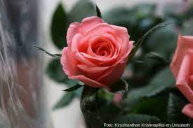 El Increible Significado De Las 15 Flores Mas Bellas Del Mundo Significados
