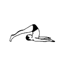 12 Basic Asanas Sivananda London Classical Yoga