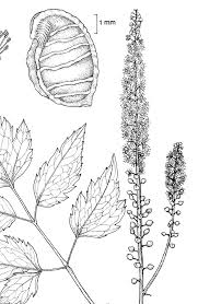 Image result for Bambekea racemosa