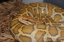 Burmese pythons are carnivores, surviving primarily on small mammals and birds. Burmese Python Wikipedia