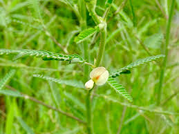 Image result for Aeschynomene glauca