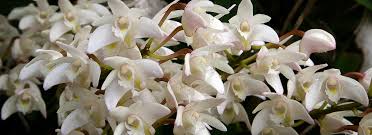 Image result for Orchidaceae