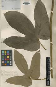 Image result for Manniophyton