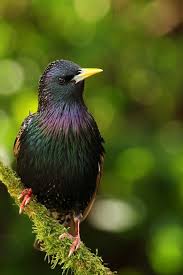 Black Bird With White Spots On Wings And Tail Common Starling Zhivotnye Ptichki Pticy