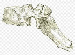 Cross section of the thorax at thoracic vertebrae 8. Medium Image Thoracic Vertebrae Drawing Hd Png Download 800x545 246550 Pngfind