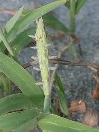 Image result for Ischaemum