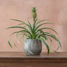Image result for Ananas comosus