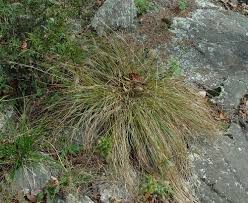 Image result for Sporobolus panicoides