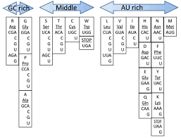Answered jun 11, 2019 by uzma (53.0k points) selected jun 11, 2019 by vikash kumar. Life Free Full Text Universal Codons With Enrichment From Gc To Au Nucleotide Composition Reveal A Chronological Assignment From Early To Late Along With Luca Formation Html