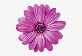 Including transparent png clip art, cartoon, icon, logo, silhouette, watercolors, outlines, etc. Single Flowers Daisy Flowers Purple Flowers Beautiful Good Evening Purple Flower Transparent Png 500x482 Free Download On Nicepng