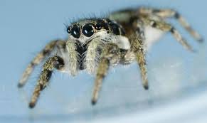 Spiders found in new york include 50 unique species from confirmed sightings by contributing members of spider id. Spiders In New York Control Exterminating Company