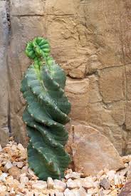 We did not find results for: 1 093 Spiral Cactus Photos Free Royalty Free Stock Photos From Dreamstime