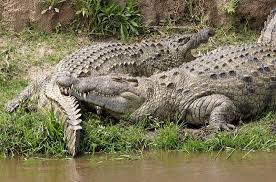 تمساح النيل Nile Crocodile Crocodile Crocodiles