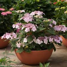 Im netz findet ihr uns bei @rtlde #letsdance links zu allen artikeln hier: Let S Dance Diva Reblooming Hydrangea Hydrangea Macrophylla Proven Winners