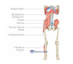My shoulders and hips are on the wide side, shoulders an inch. Stress Breath And The Psoas