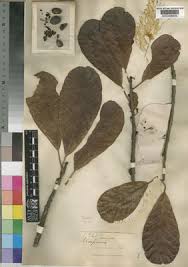 Image result for Uapaca sansibarica