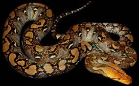 Reticulated Python Care Sheet