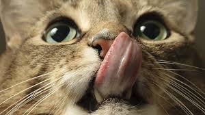 Cat coughing can be medically treated in a number of ways. Bbc Learning English The English We Speak Cat Got Your Tongue