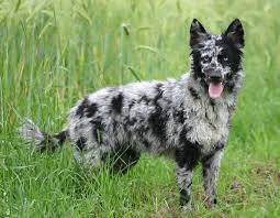 Learn about your this breed of dog with our extensive breed profile. Mudi Dog