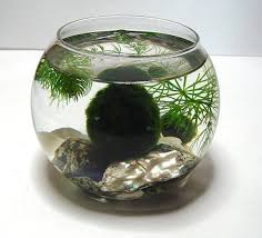 Marimo Moss Ball Care Guide Everything You Need To Know Marimo Moss Ball Marimo Moss Moss Ball Aquarium