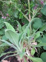 Image result for Premna velutina