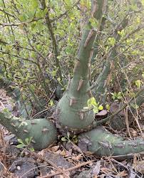 Image result for Fouquieria