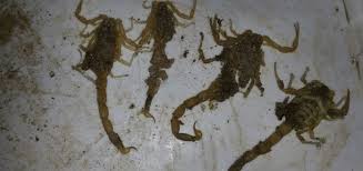 ولكن الشيخ البوني له عدة مخطوطات روحانية قوية جدا ومنها منبع اصول الخكمة وكذلك افردنا مقال. ÙØ±Ù Ø§ÙÙØ·ÙÙØ© Ø§ÙØºØ±Ø¨ÙØ© Ø§ÙÙÙØª ØªØ­Øª ÙØ¯ØºØ§Øª ÙØ§ØªÙØ© Ø§ÙØªÙØ§Ø± ÙØª