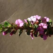 Image result for Muraltia