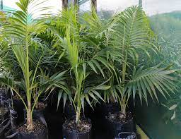 Howea Forsteriana Kentia Palm Awa Nursery