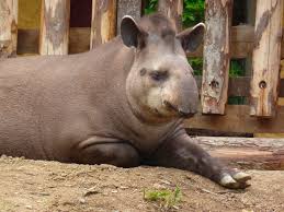 They'be been around since the eocene, having survived waves of extinction of other animals. Land Tapir Zoo Von Amneville