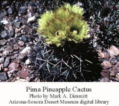 Five 1 to 1.5 inch cactus. Pima Pineapple Cactus Recovery Wryheat