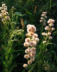 Image result for Erigeron bonariensis