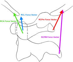 • posterior part between dens and transverse ligament is continuous with one of the atlanto occipital. Injury Threshold Of Rectus Capitis Muscles At The Atlanto Occipital Joint Sciencedirect