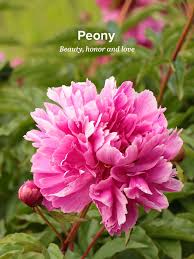 See the almanac's complete list of flower meanings.whether you are picking out a flower bouquet for mother's day or a wedding or planting a garden, discover the secret language of flowers! History And Meaning Of Peonies Proflowers Blog