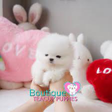 Toy aussie puppies for sale 500 near me. Toy Aussie Puppies For Sale 500 The Y Guide