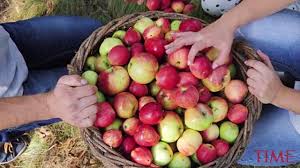 Check out our fruit spray selection for the very best in unique or custom, handmade pieces from our shops. Maryland Should Ban Pesticide Chemical Used On Shore Farms Column
