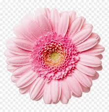 Beautiful flower premium vector png. Flower Png Pink Flower Transparent Background Png Image With Transparent Background Toppng