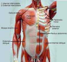 Strong pectorals but the more your chest heaves from the centre for sports medicine and human performance at brunel university. Biol 160 Human Anatomy And Physiology Muscle Anatomy Anatomy And Physiology Human Anatomy And Physiology
