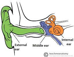 The most common inner ear bones material is bone & horn. The Middle Ear Parts Bones Muscles Teachmeanatomy