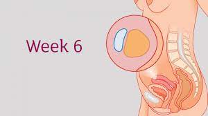 Ahh you have just found out you're pregnant and now you're flooded with a mix of new emotions and symptoms. 6 Weeks Pregnant All You Need To Know Tommy S