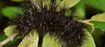 It looks like a furry light brown leaf or a furry light brown starfish on top and the bottom looks like a caterpillar body, orange and underneath is white margot james on august 24, 2018: Black Spiky Caterpillars Should You Be Worried Abc Blog