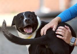 Visit your local toledo petsmart store for essential pet supplies like food, treats and more from top brands. Lucas County Dogs For Adoption 4 2 The Blade