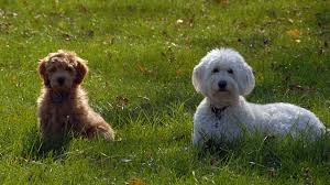 A good breeder will not only help match the perfect puppy for your family, they will also adhere to ethical and responsible canine care. Doodle Country Mini Goldendoodle Puppies Family Raised Mini Goldendoodles