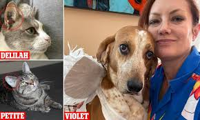 Adopted lab animals rescued from 'secret' USDA facility